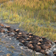 Okavango delta botswana safari
