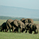 Amboseli safari