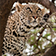 Nairobi safari tours