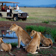 Kruger National Park safari
