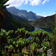 Rwenzori Mountain national park uganda safari