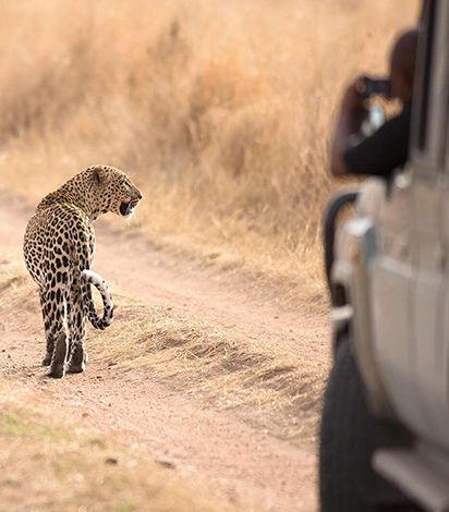 African Safari Tours