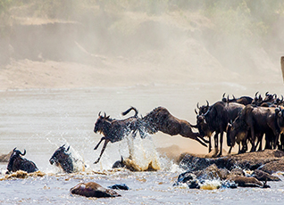 Serengeti Great Migration Safari